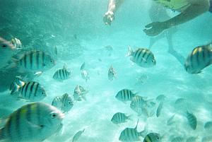 Underwater photos!