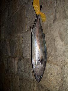 This fish was hanging outside a restaurant - I guess it will be eaten that night or the next day