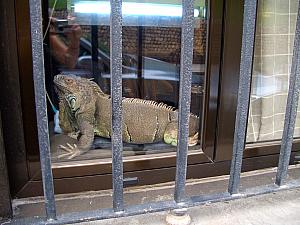 While visiting apartments, we walked by this iguana hanging out in a window sill. I want one!