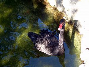A black swan in Campo del Moro