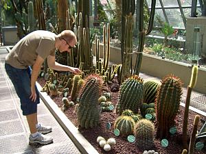 Inside a greenhouse with cactuses at Real Jardin Botanico