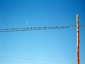 Birds on a telephone pole.