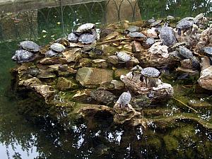We found some turtles (yea!) inside the gardens.