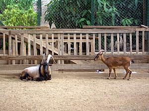 Mini-zoo in the National Gardens.