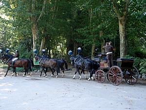 Horses in training at Campo del Moro