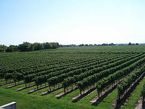 a vineyard in Niagara-on-the-Lake