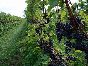 Closeup of grapes on a vine