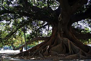 Buenos Aires - giant tree