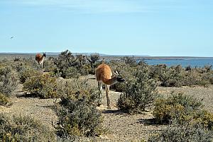 Punta Tombo - Guanacos - they're short-haired llamas.