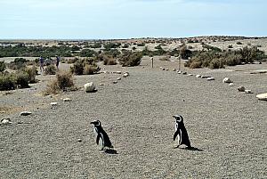 Punta Tombo - Penguins!