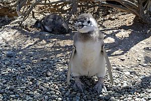 Punta Tombo - Baby Penguin!