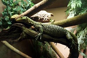 Cincinnati Zoo: awesome capture of a lizard, through the looking glass.