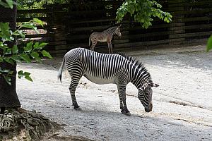 Cincinnati Zoo: a striped horse.