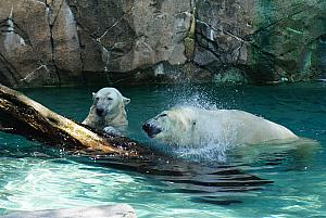 Cincinnati Zoo: cooling off