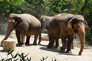Cincinnati Zoo: elephants!