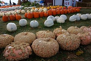 Wisconsin grows crazy looking pumpkins.