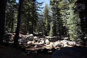 Typical look of the wooded trail. The goal is to hike to Cathedral Lake to see the lake as well as Cathedral Peak. We'll hike 8 miles round trip and go from 8,500 feet elevation to 9,300 feet.
