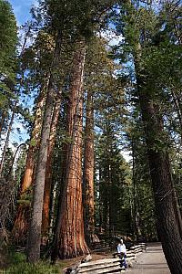 Back at the Mariposa Grove visiting the Giant Sequoias, before we must leave Yosemite. They are so impressive!