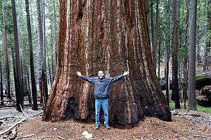 Jay illustrating the diameter of a giant sequoia.
