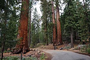 More giant sequoias. Many of these are a couple thousand years old, having survived dozens of forest fires and other natural disasters. Amazing.