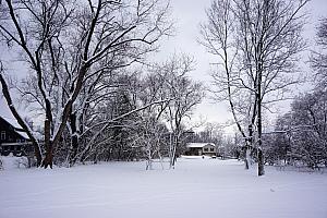 Our snowy backyard