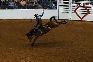 Fort Worth Rodeo and Stock Show