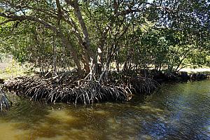 Cool mangrove tree growing along the river.
