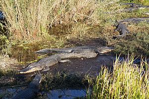 More alligators lounging.