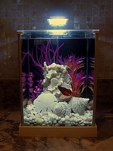 Tio's fish tank.