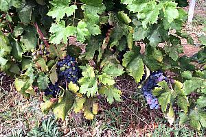 Grapes on the vine at Magik.