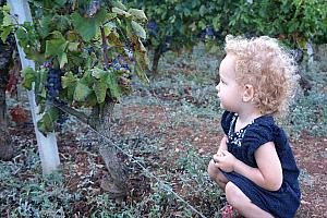 Capri getting ready to eat some yummy grapes off the vine
