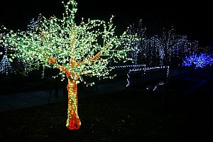 North Carolina Arboretum Winter Lights