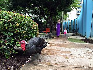 Visiting the hotel's nature garden, and following around one of the two turkeys that live here!
