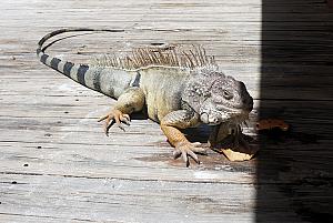 This big iguana was hanging out by the restaurant. He looks like he eats table scraps.