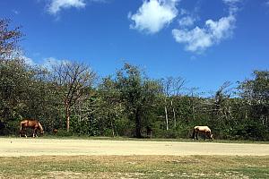 Vieques is home to (I'm estimating) hundreds of wild horses. You see them all over while driving around the island! Sometimes you need to wait for them to get off the road.