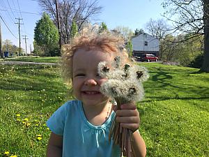 Capri excited about picking some dandelions.