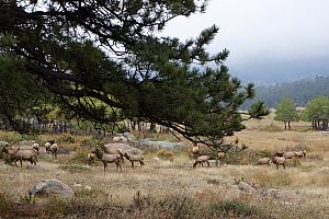 And suddenly, Elk were everywhere!