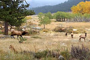 The male elk is asserting his dominion, apparently.