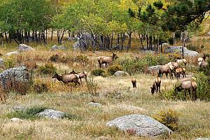 September and October are the mating season for elk, and they were very visible just after sunrise and just before sunset most days on the eastern half of the park. 