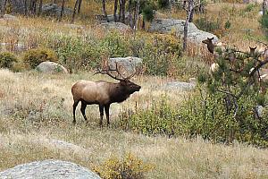 Another male elk