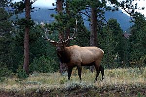 This guy was standing right alongside the road as we drove into our next residence -- the YMCA Center Estes Park. Not a bad welcoming party!