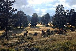 We'd estimate that we saw a couple hundred elk on the trip. They were fun to watch!